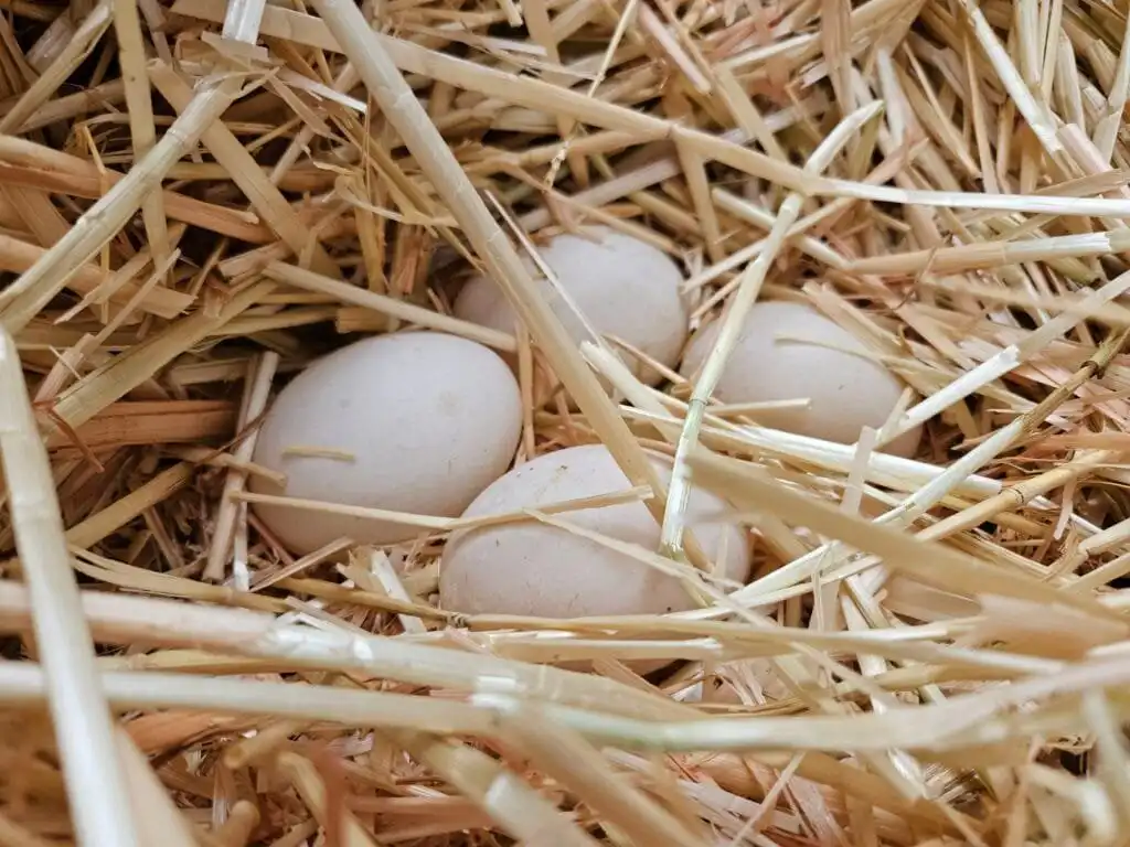 eggs in nest