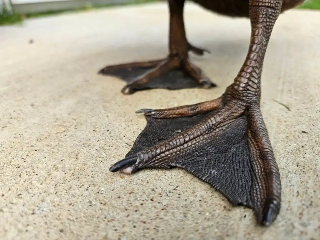 duck feet
