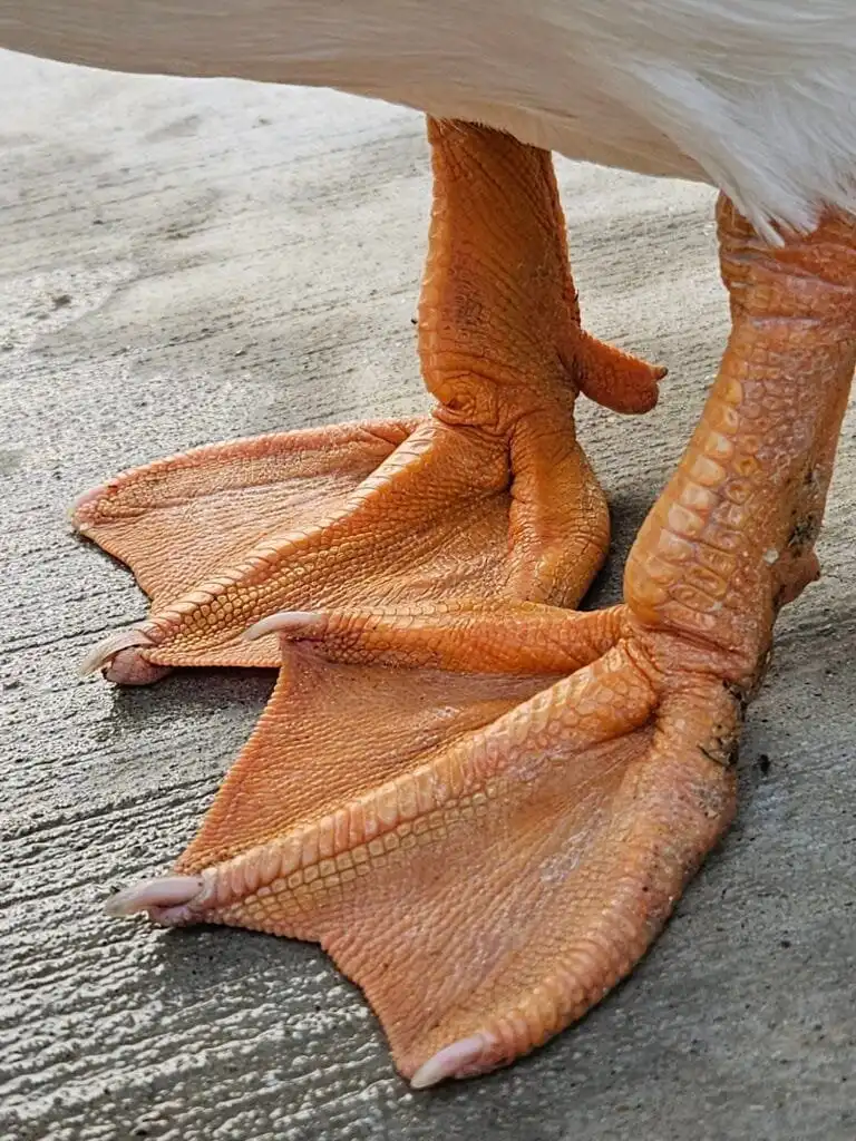 duck feet
