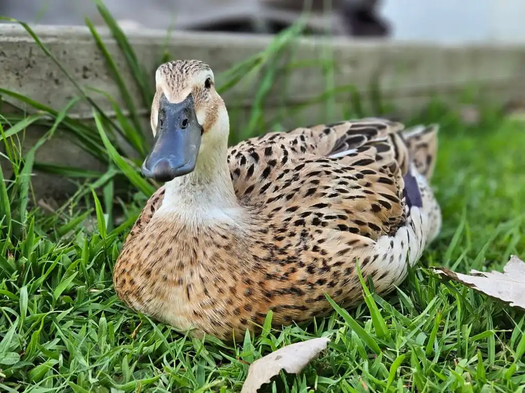 duck laying in the grass