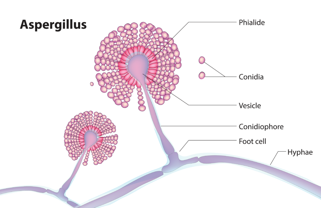 Aspergillus