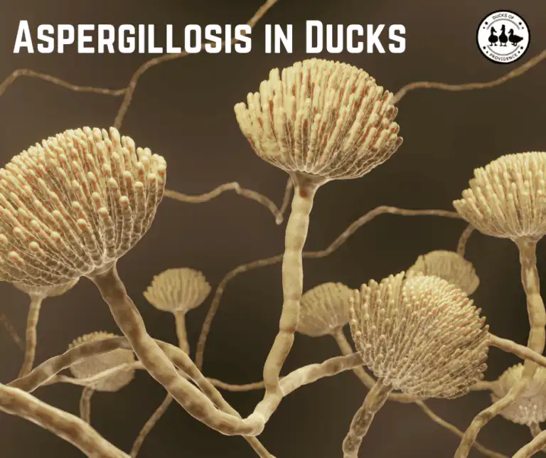 Aspergillosis in Ducks