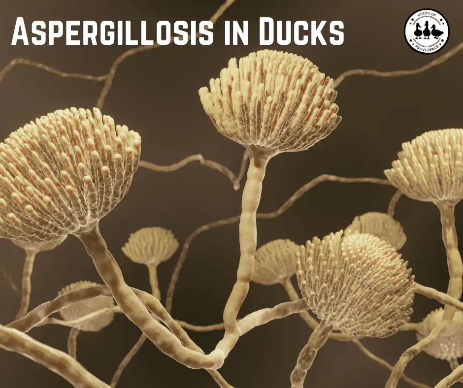 Aspergillosis in Ducks