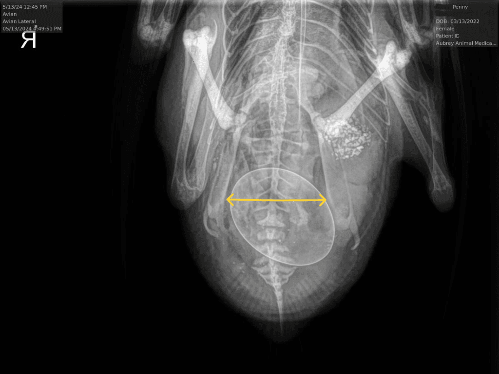 An X-ray image showing the pelvic bones of a duck, with markings indicating the distance between the bones. A wider spacing (3-4 fingers) suggests the duck is laying eggs or preparing to lay, while a narrower spacing (1-2 fingers) indicates a non-laying duck.