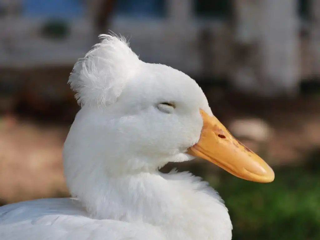 neurological disorders in ducks: crested ducks are especially prone