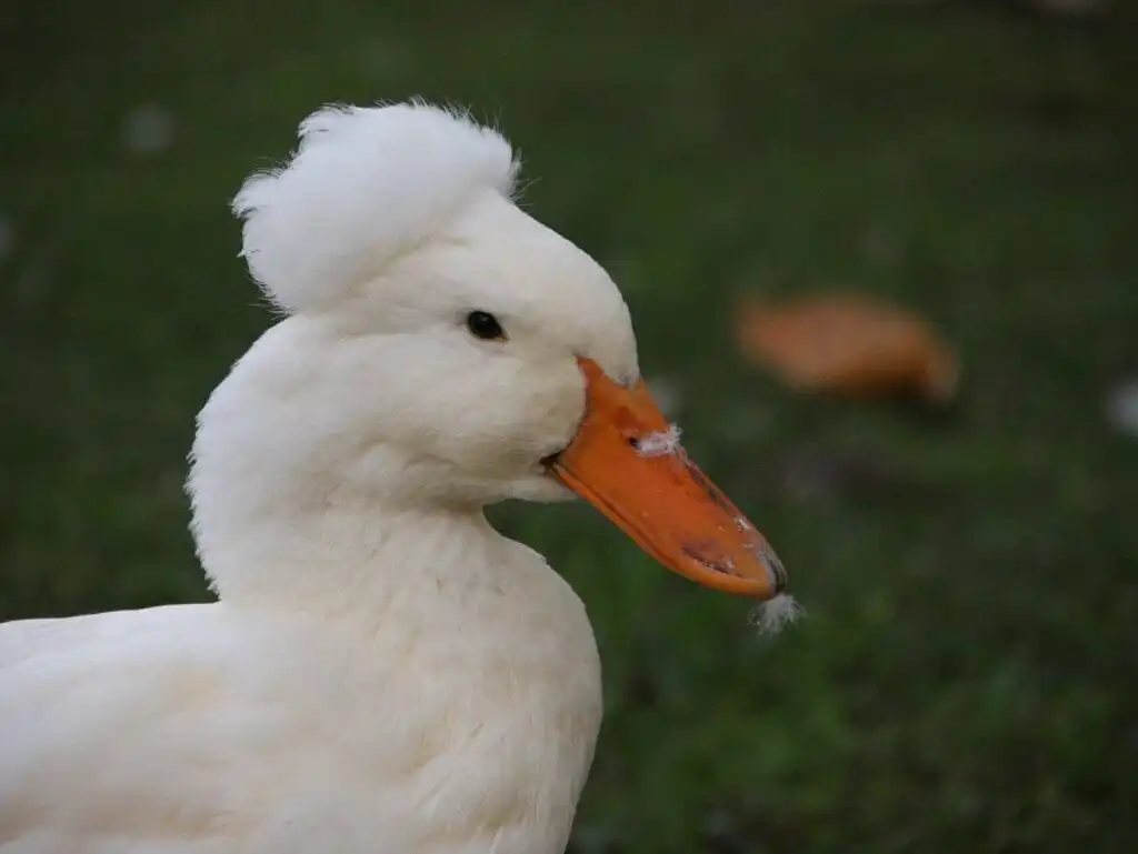crested duck