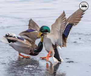 aggressive ducks