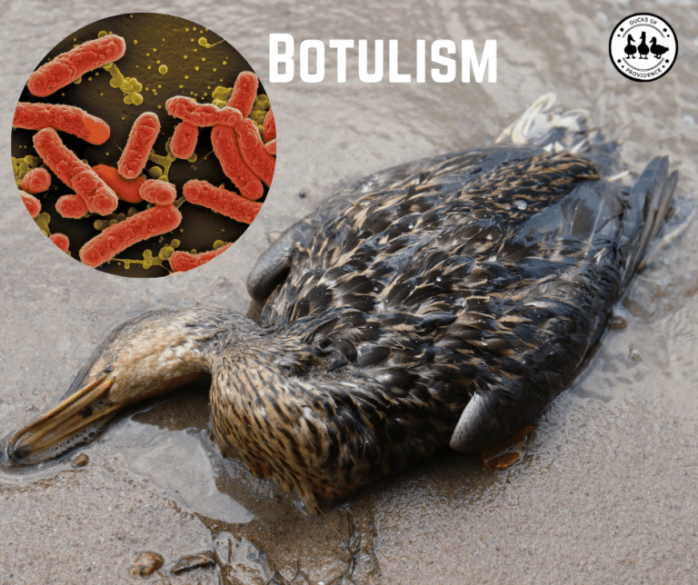 botulism in ducks