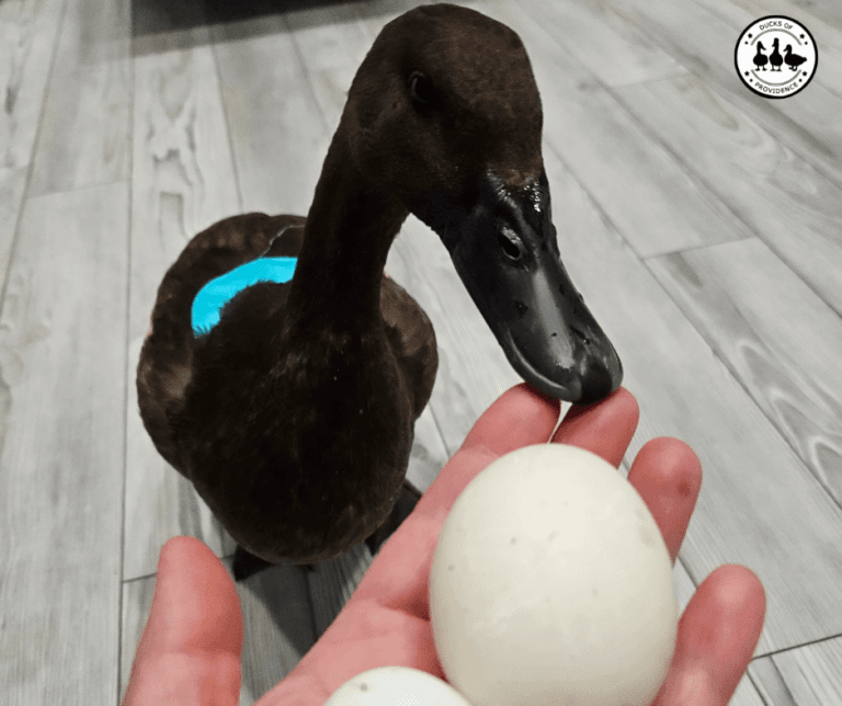 how to tell your duck is laying eggs