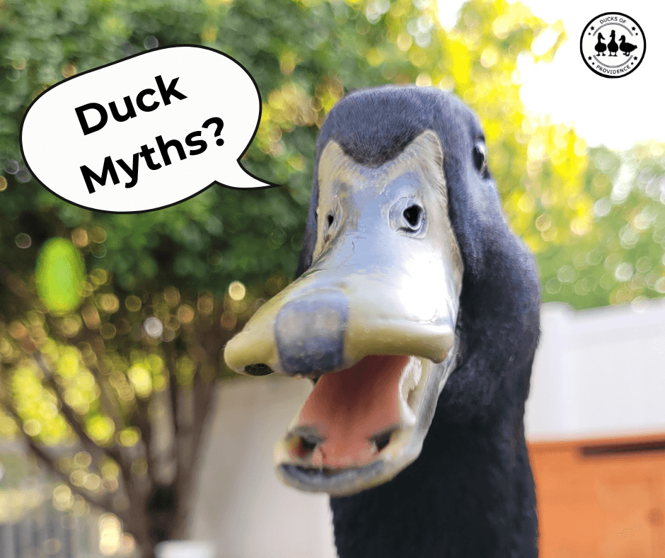 duck myth busting