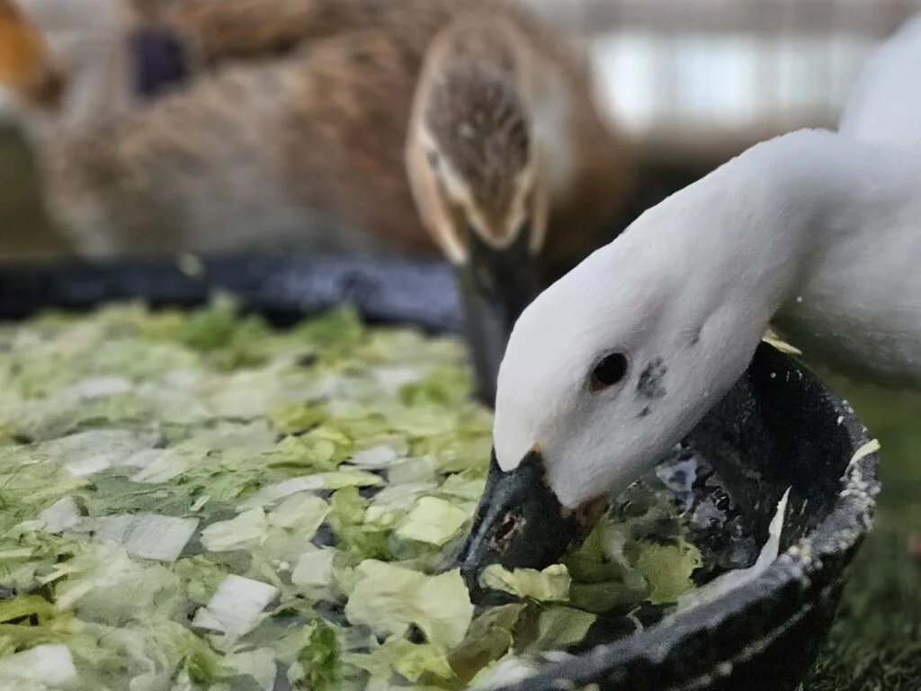 ducks eating