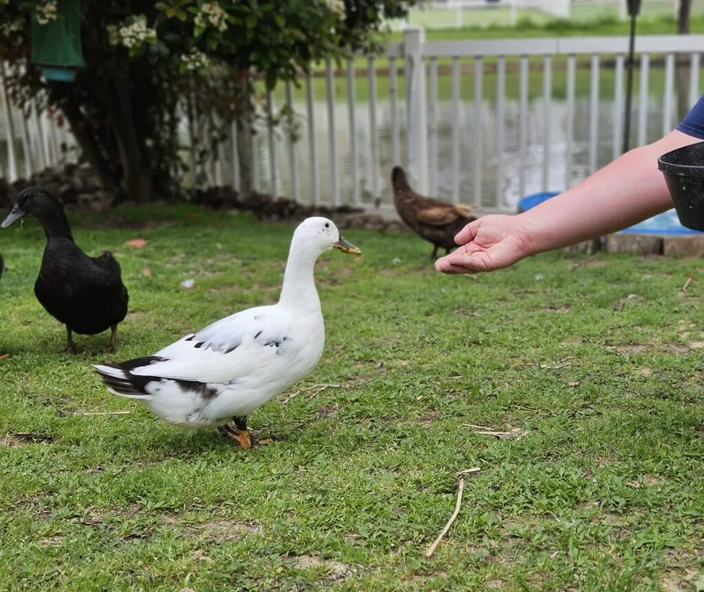 feeding duck to gain their trust