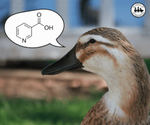 niacin for ducks