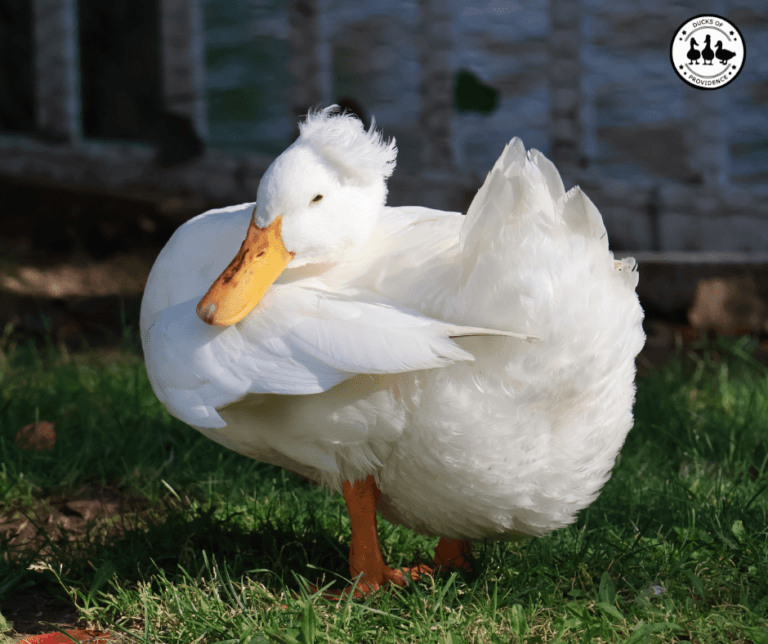 Wry Neck in Ducks: Causes, Care, and Recovery Tips