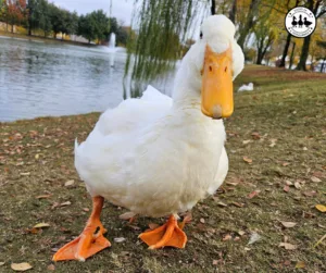 arthritis in ducks