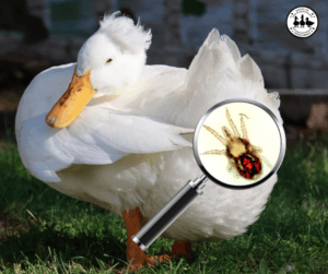 external duck parasites