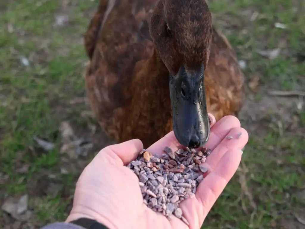 grit is important to prevent impacted crop in ducks
