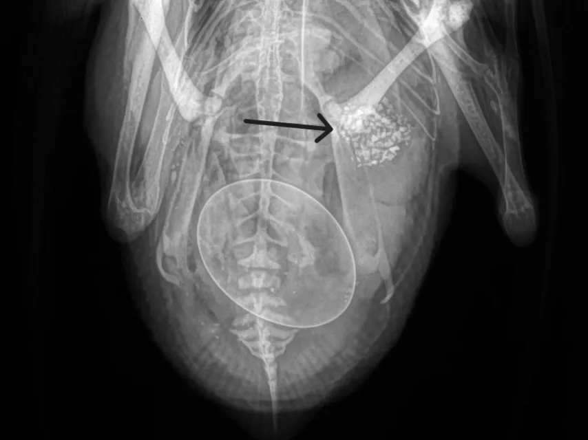 An x-ray of an duck showing the gizzard filled with grit
