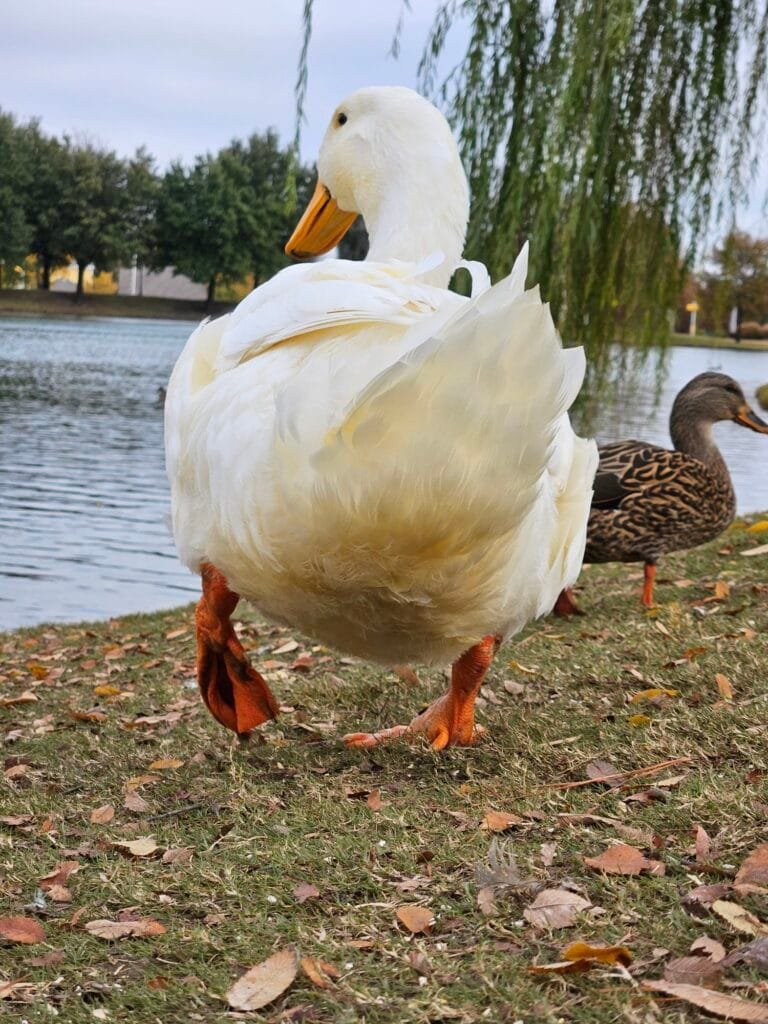 Jumbo Pekin Duck