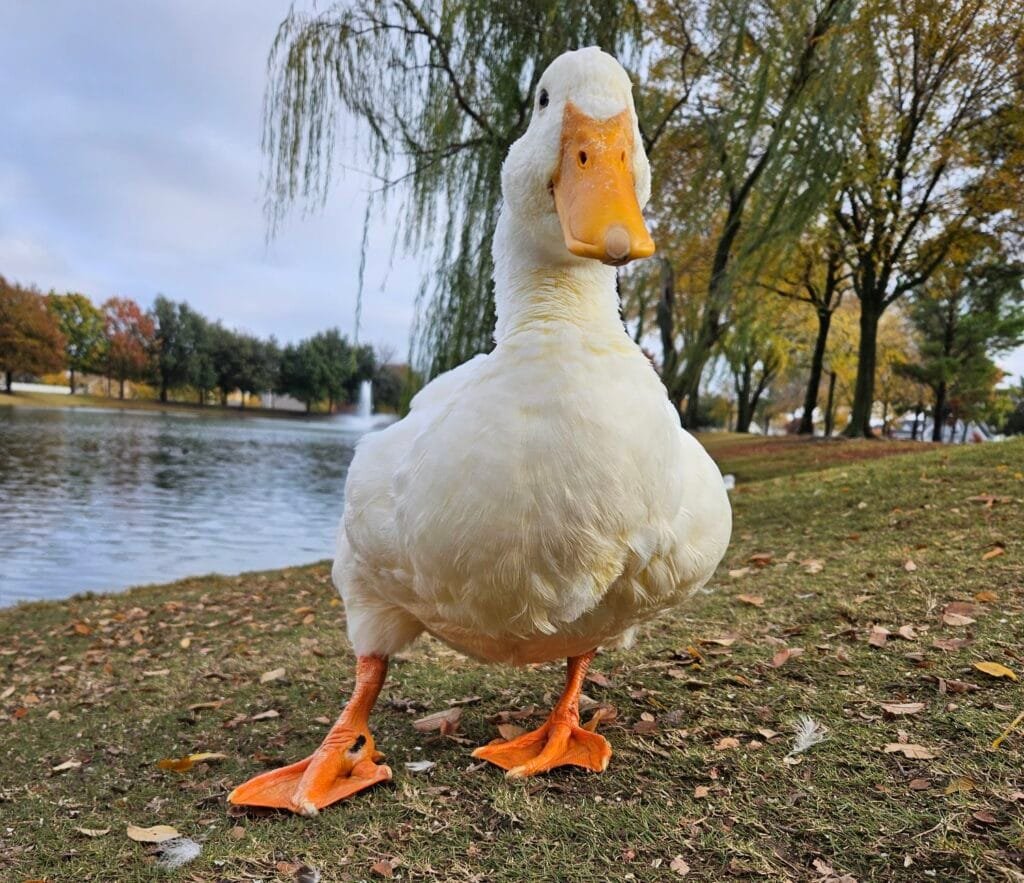 Arthritis in ducks - a pekin duck wit leg problems