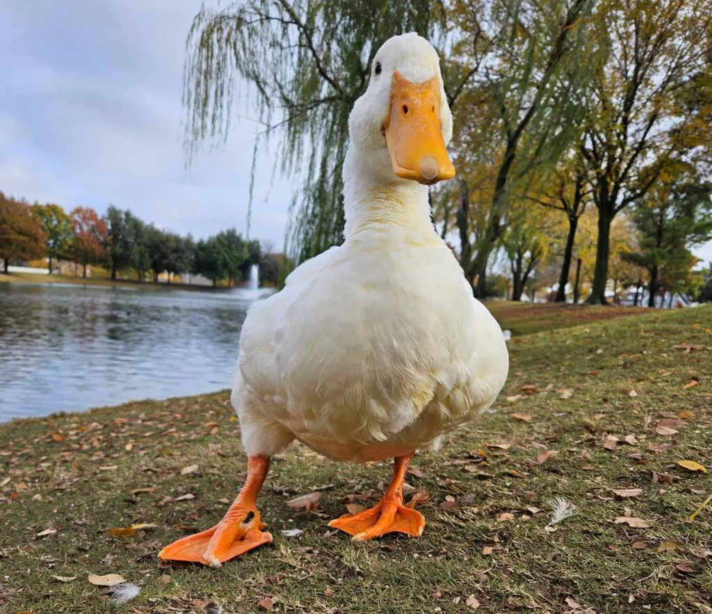 Pekin duck with Arthritis