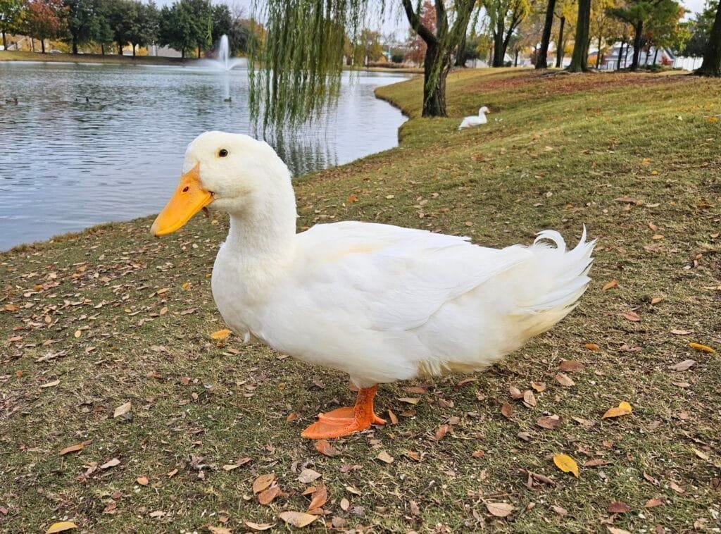 Jumbo Pekin Duck with arthritis