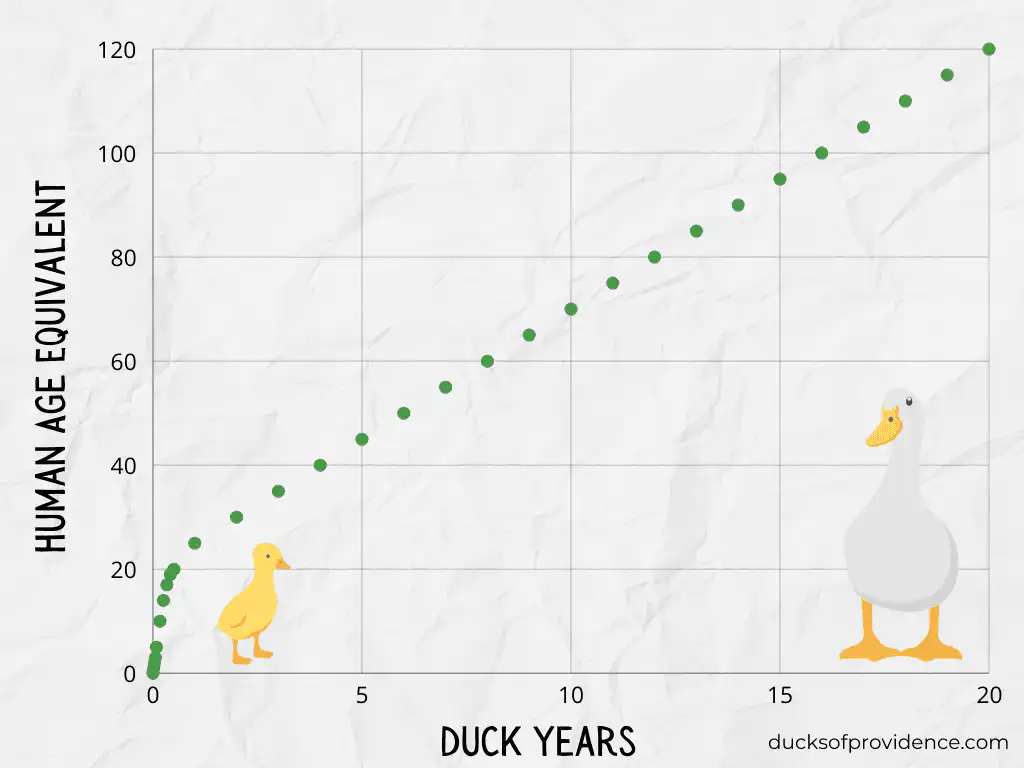 duck age in human years graphic