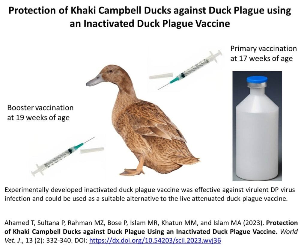 Protection of Khaki Campbell Ducks against Duck Plague Using an Inactivated Duck Plague Vaccine