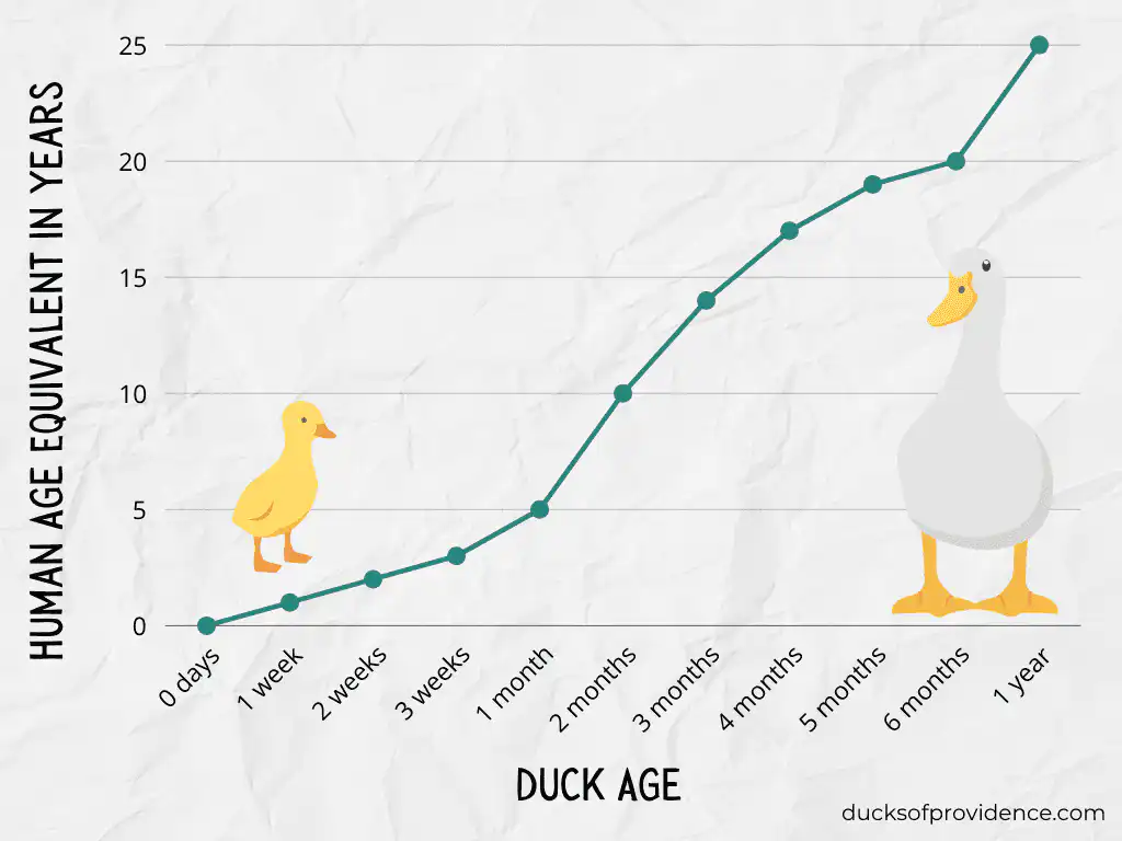 duck life stages: the first year as a graph