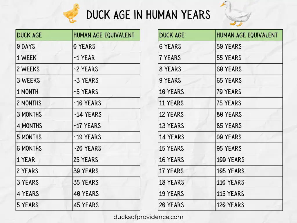 duck age in human years table