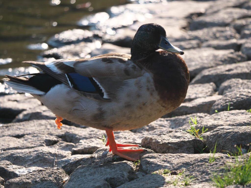 penis of a spotbill duck