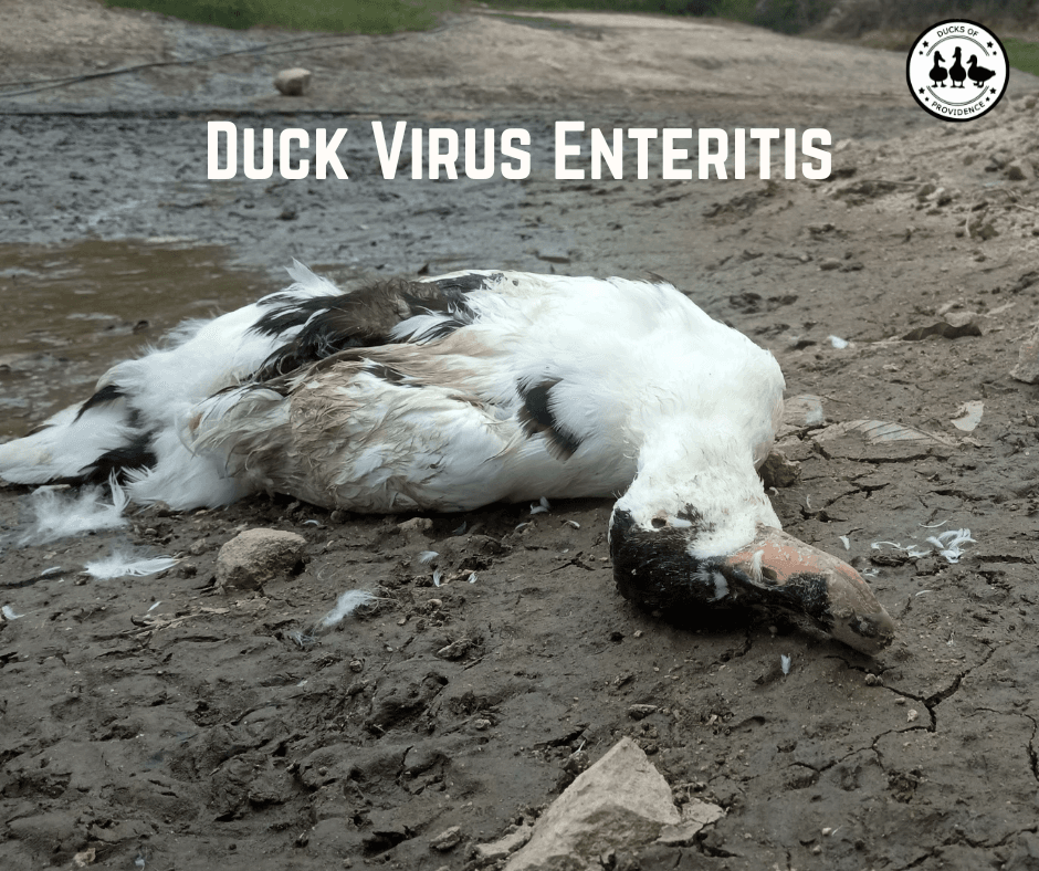 Duck Virus Enteritis (DVE)