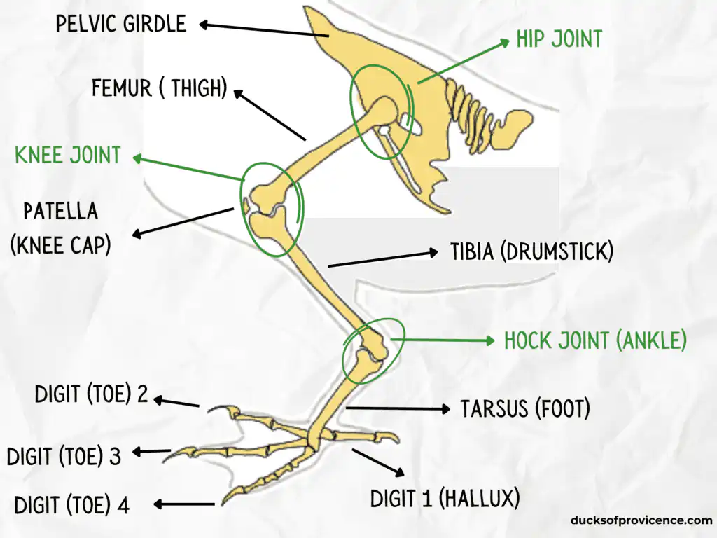 Leg skeletal system duck