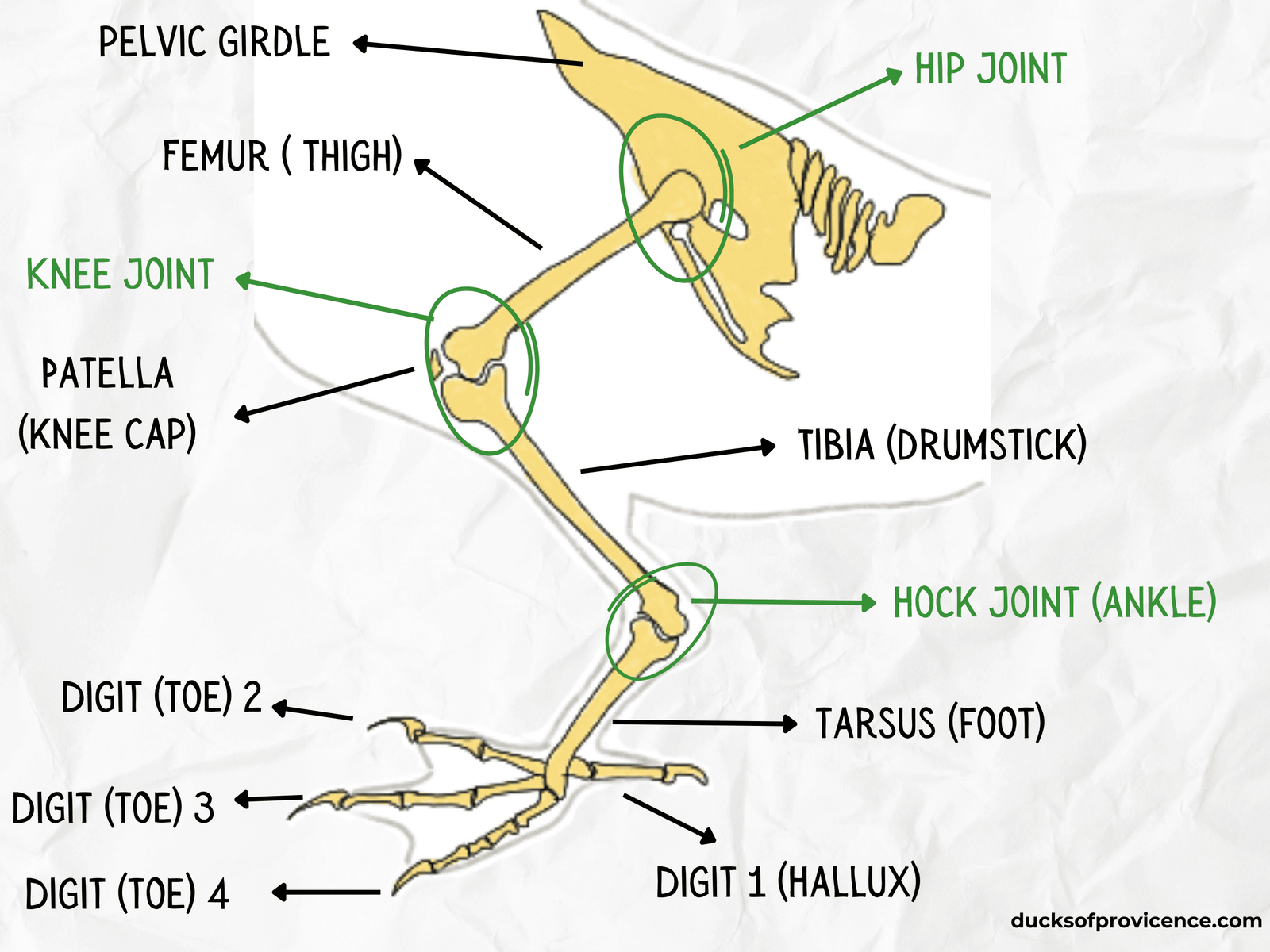 duck leg bones