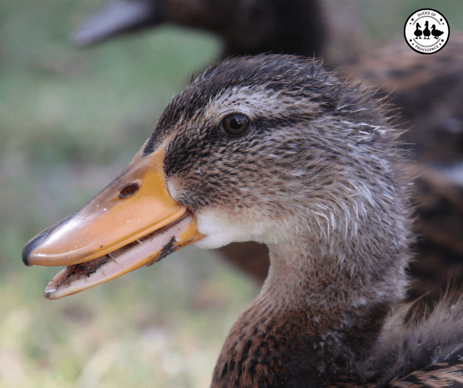 Respiratory Conditions in Ducks