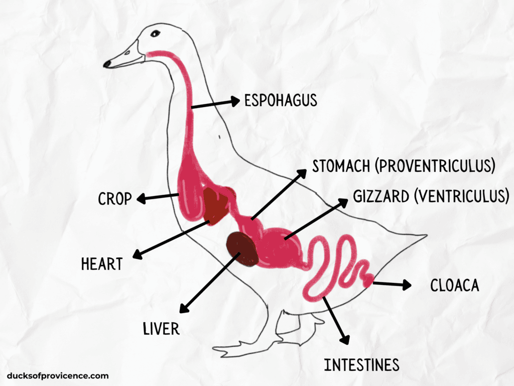 digestive system of ducks