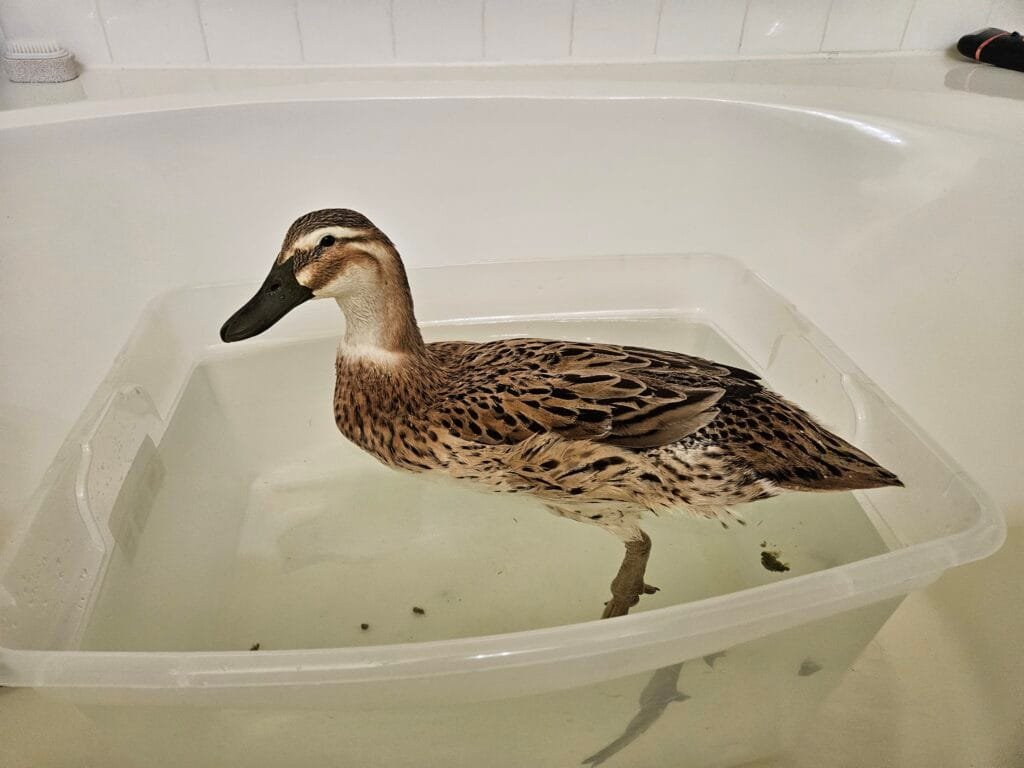 duck in water tub
