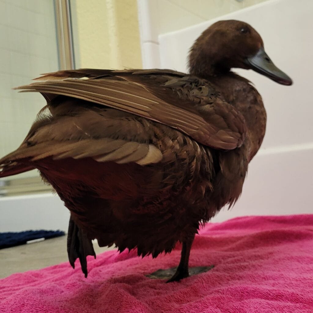 duck on one leg