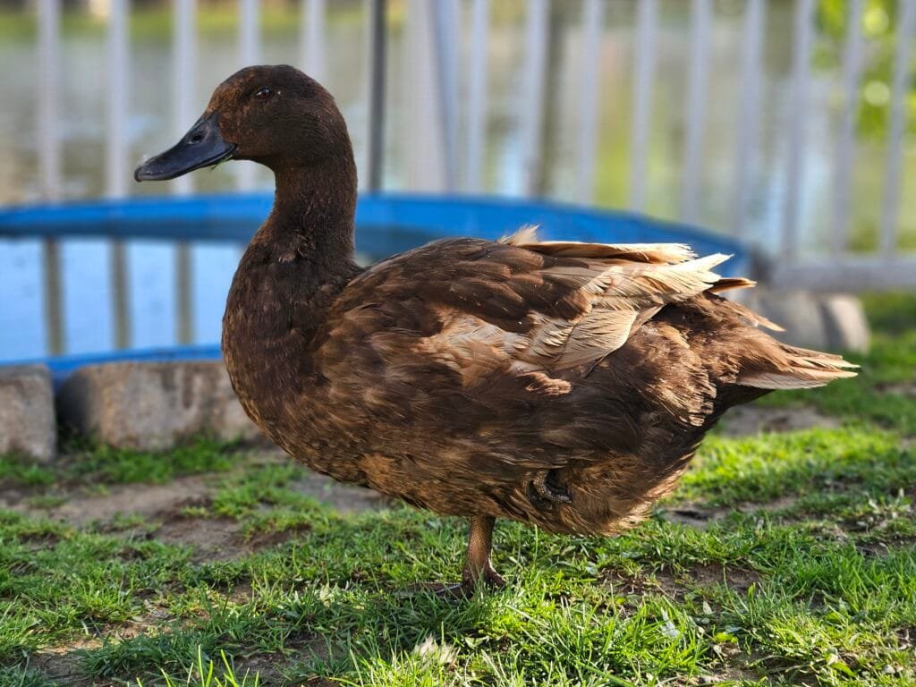 duck on one leg