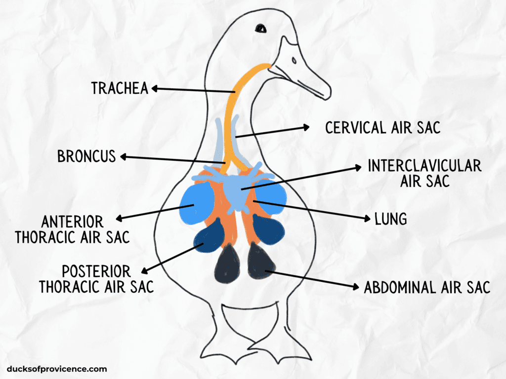 respiratory system of a duck