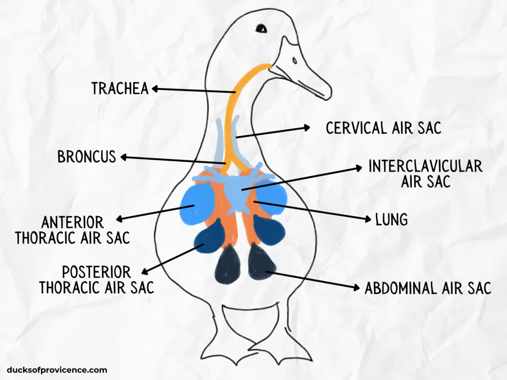 respiratory system of a duck