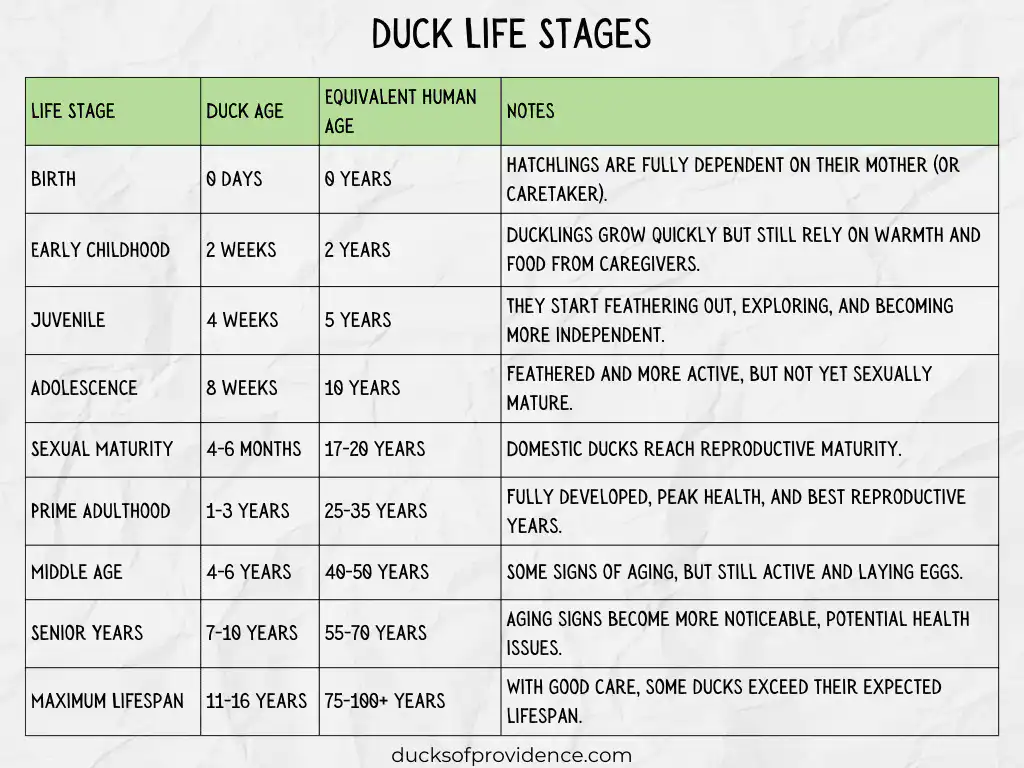 duck life stages table