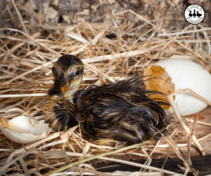 hatching ducklings