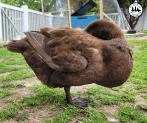 impacted crop in ducks