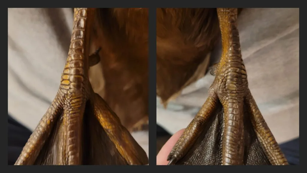 leg injuries in ducks: here a swollen duck foot