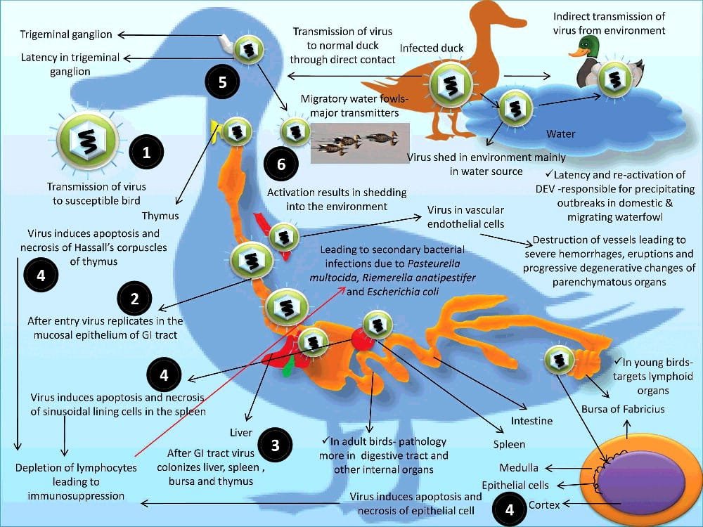 Transmission and pathogenesis of duck virus enteritis (DEV)