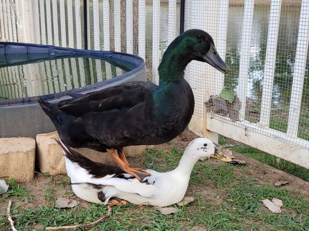 ducks mating doing it wrong