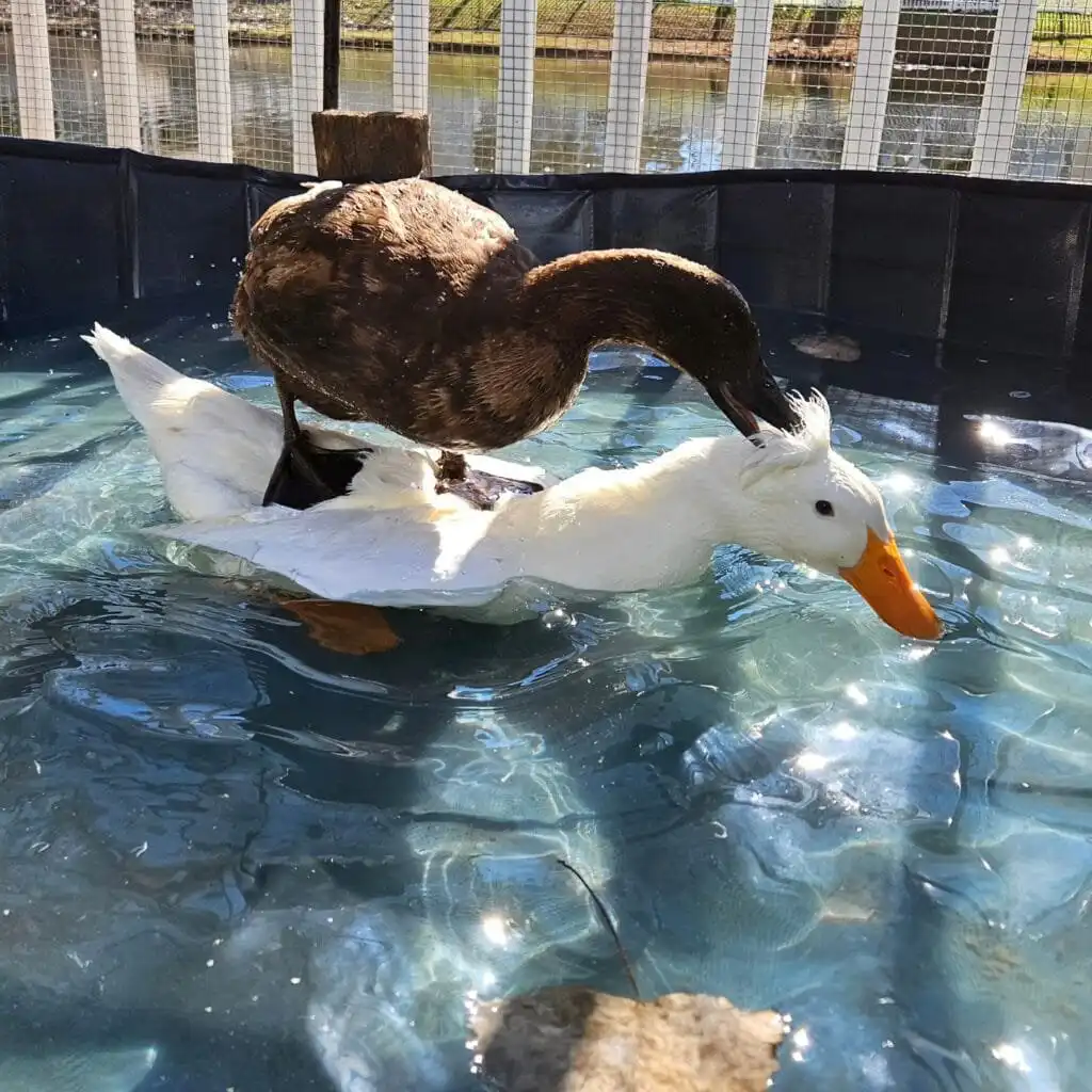 duck girls mating girls