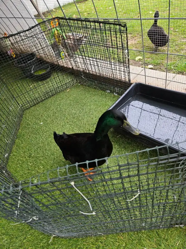 our drake Simon in drake jail