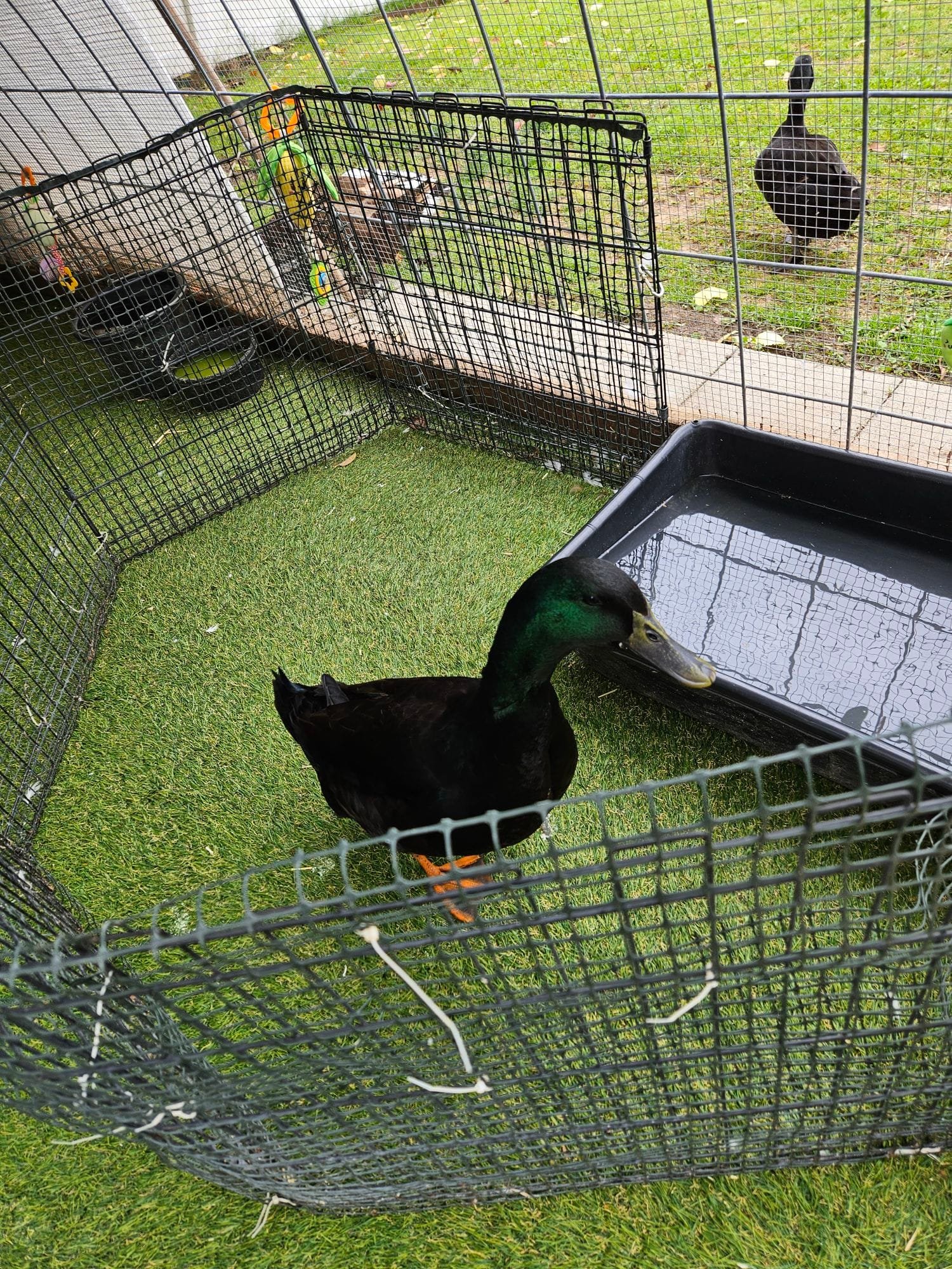 Ducks And Geese: Shocking Mating Truth Revealed! - 1hmg5y7